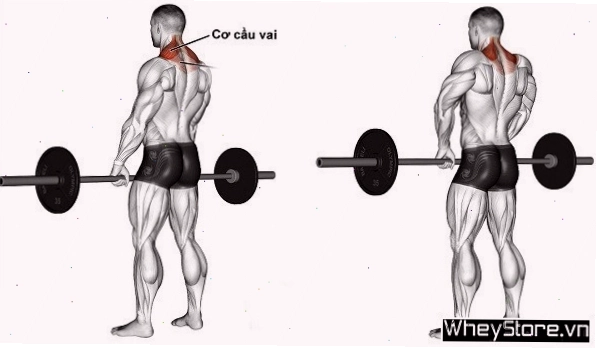 Bài tập chống tay bên hông đầu hiệu quả cho cơ cổ