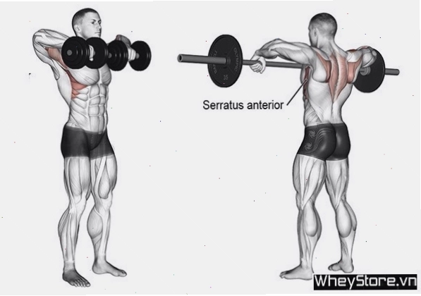 Bài tập Dumbbell Upright Row cho cơ cầu vai và vai