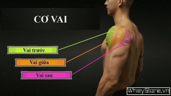 Bài tập đứng đẩy tạ đòn