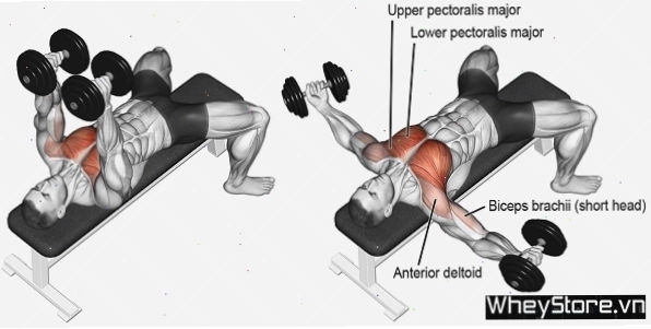 Bài tập Reverse dumbbell fly cho vai sau