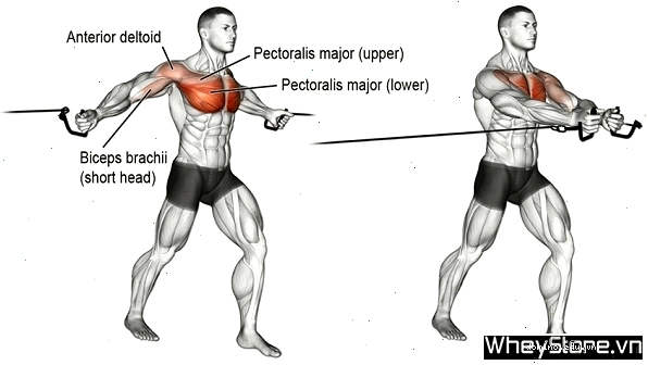 Bài tập Squat tăng cường sức mạnh đôi chân và cơ mông