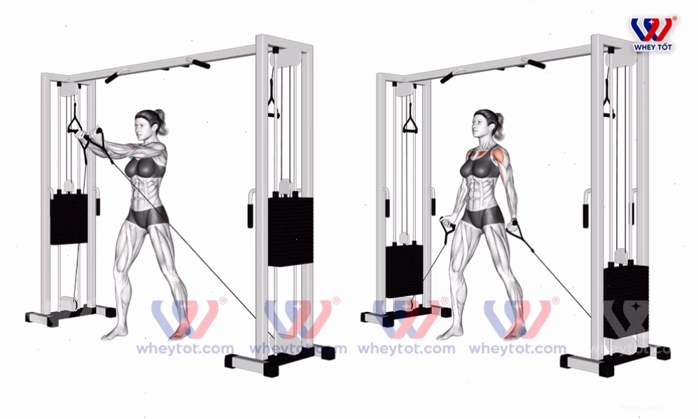 Bay ngực với dây cáp từ dưới lên