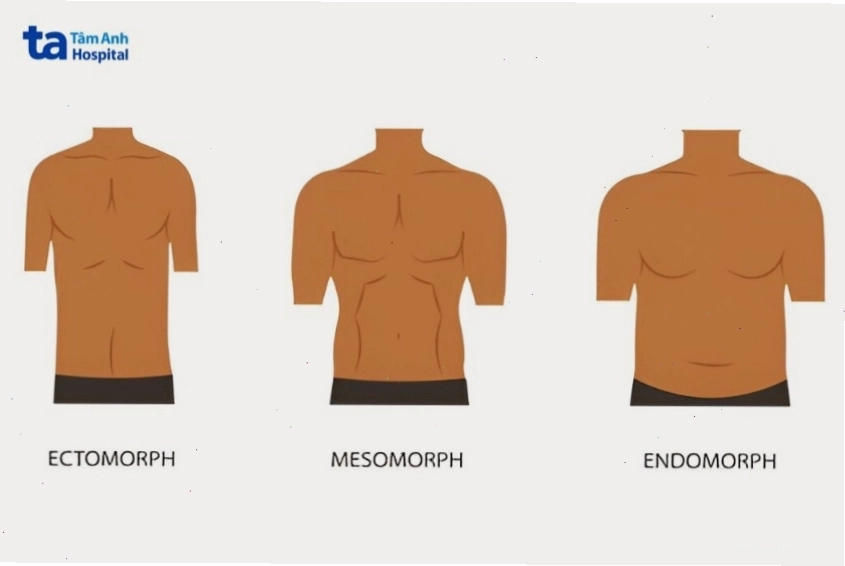 Biểu đồ minh họa ba tạng người chính: Ectomorph, Mesomorph và Endomorph, cho thấy sự ảnh hưởng của tạng người đến cân nặng.