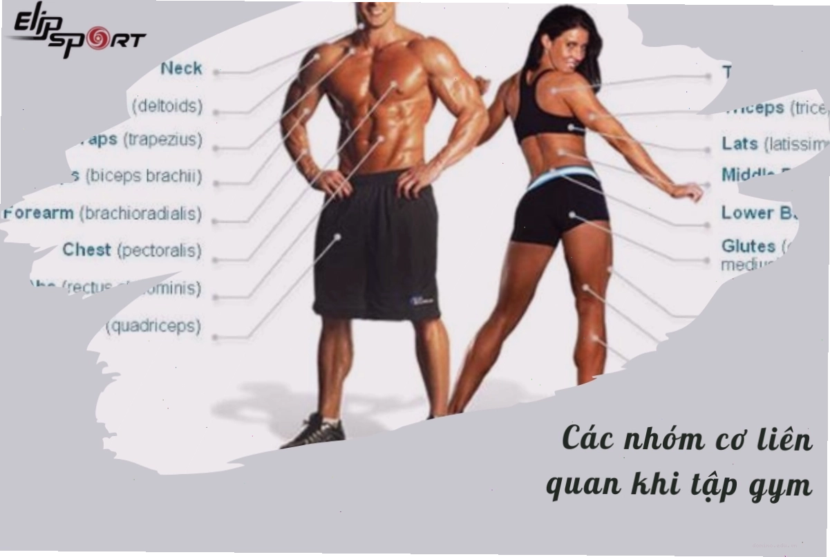 Các bài tập chân phổ biến như Squat và Lunges