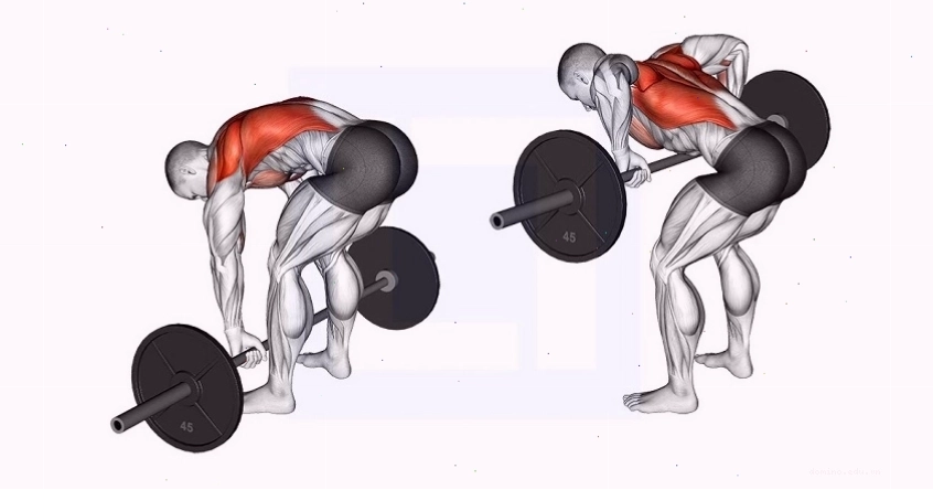 Các động tác trong bài tập lưng xô - Pendlay Row