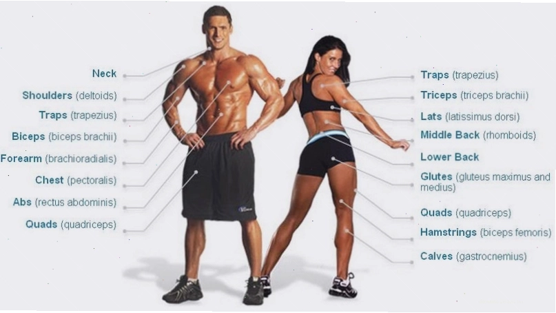 Các loại tạ phổ biến trong phòng gym