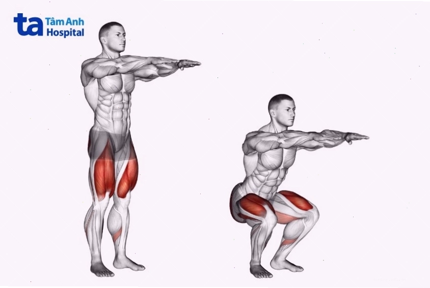 Các nhóm cơ chính được tác động khi thực hiện bài tập squat