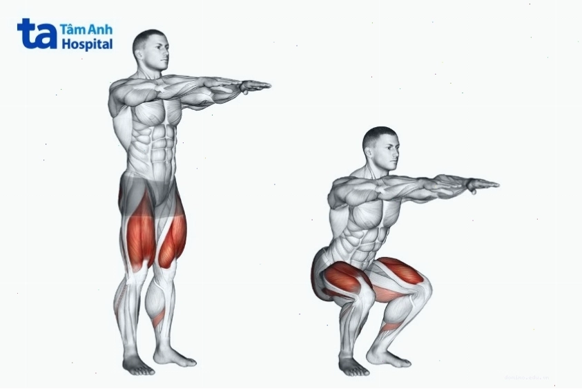 Các nhóm cơ tác động khi tập squat