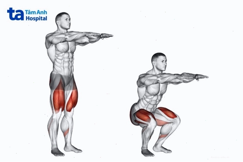 Các nhóm cơ tác động khi tập squat