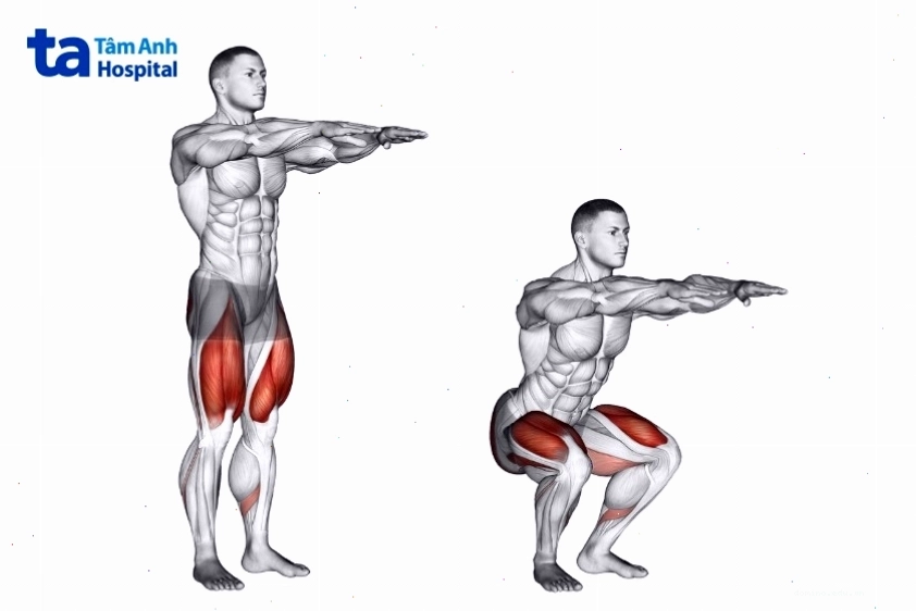 Các nhóm cơ tác động khi tập squat bao gồm chân, mông và cơ trọng tâm