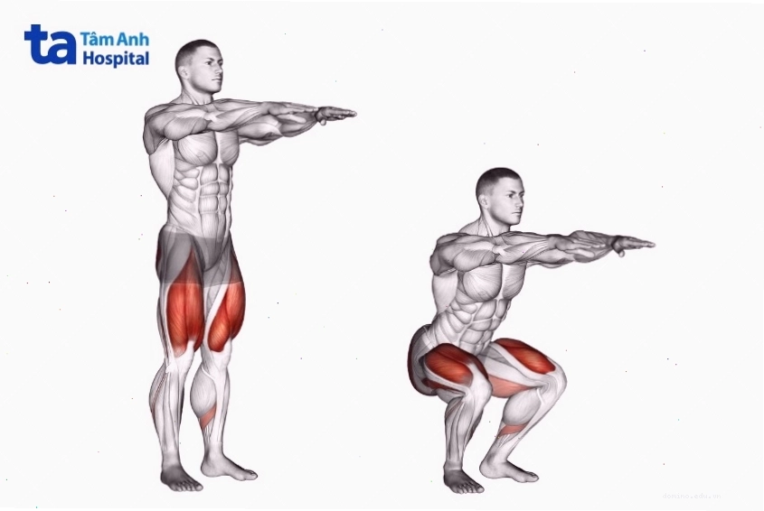 Các nhóm cơ tác động khi tập squat