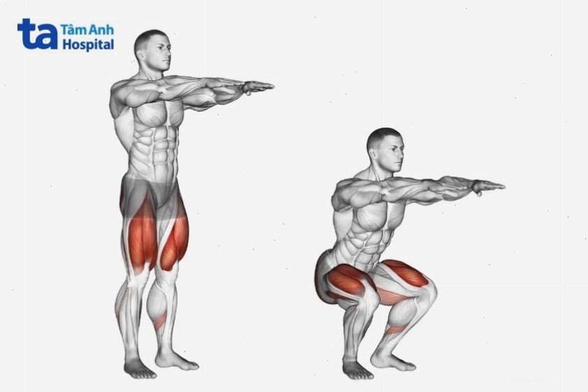 Các nhóm cơ tác động khi thực hiện bài tập squat