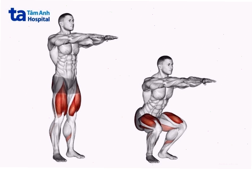 Các nhóm cơ tác động khi thực hiện bài tập squat