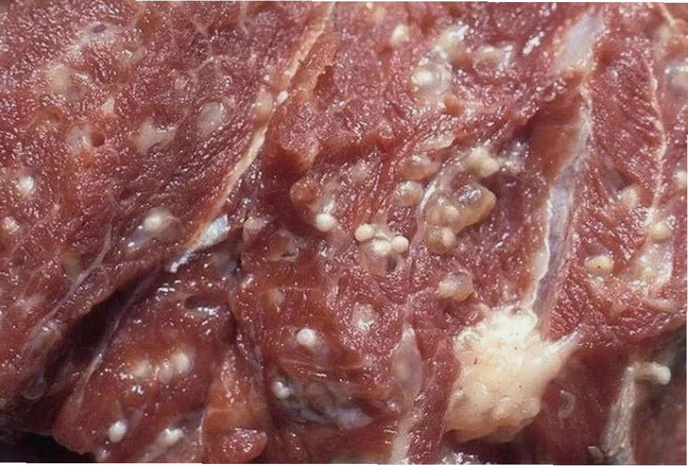 Cách dùng phô mai Con Bò Cười trong bữa ăn