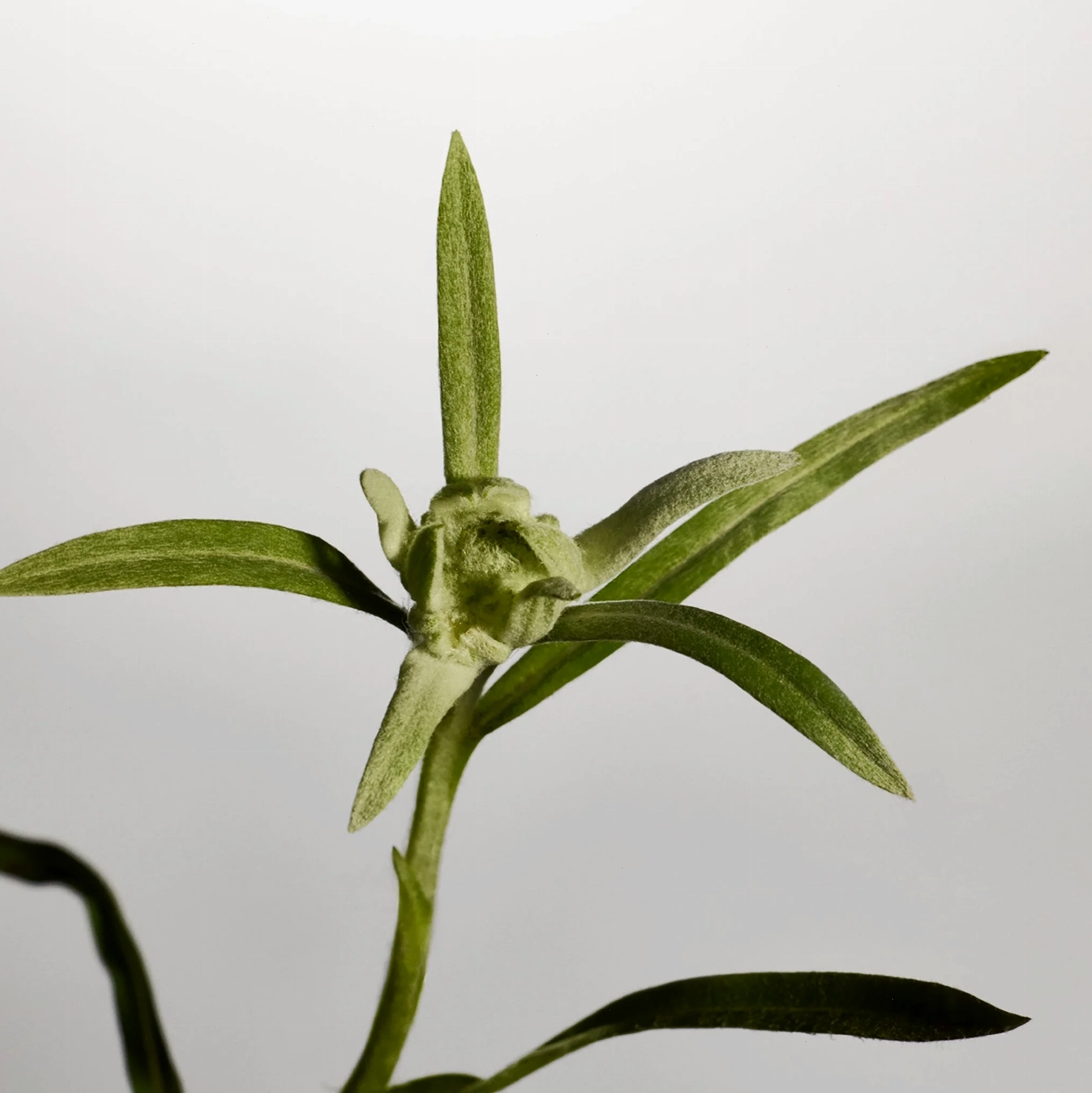 Cận cảnh bông hoa Edelweiss trắng muốt trên nền đá xám