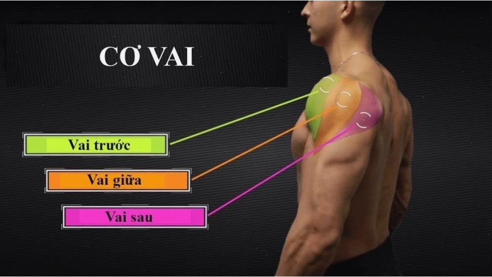 Cấu tạo ba phần của cơ vai con người