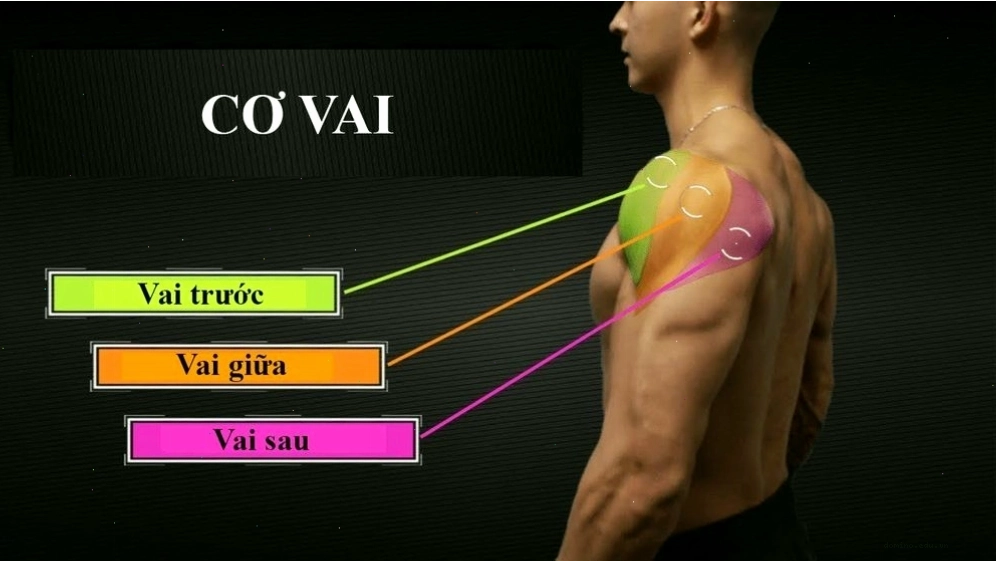 Cấu trúc 3 phần của cơ vai con người