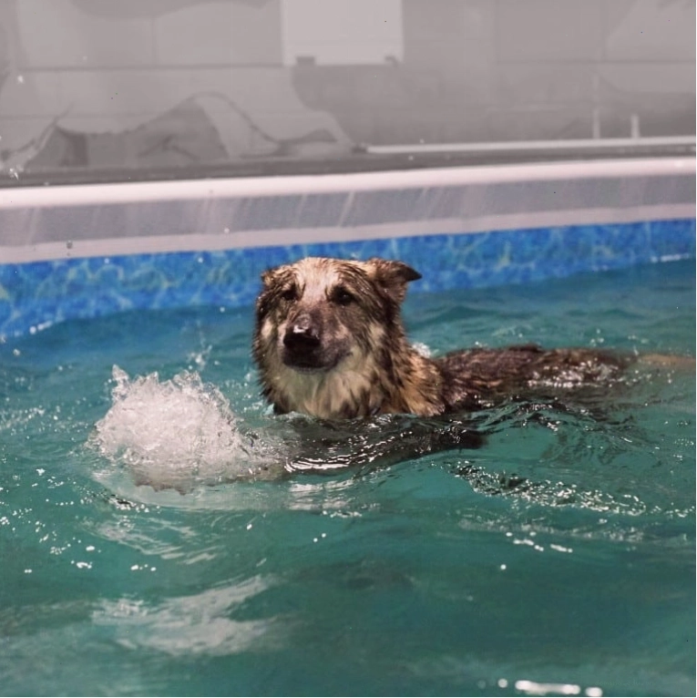 Chó đang được huấn luyện các bài tập vận động tại dog gym