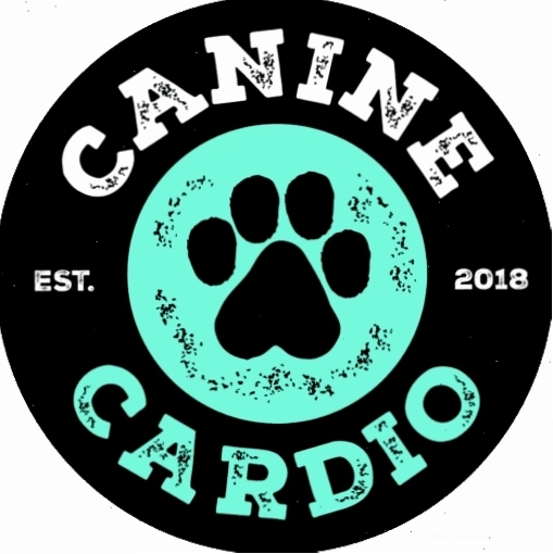 Chó đang tập luyện trên máy chạy bộ tại một dog gym