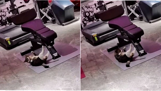 Chú mèo Tiểu Hổ thực hiện động tác giống gập bụng trên ghế thể dục