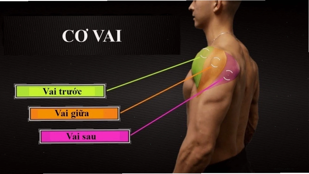 Cơ vai con người được chia thành ba phần chính