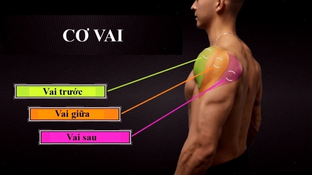 Cơ vai của con người gồm có 3 phần khác nhau