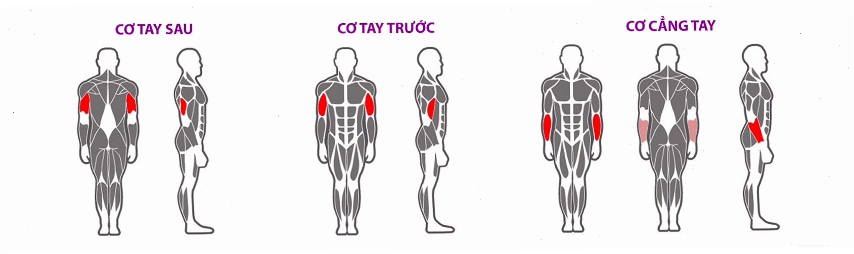 Danh mục các loại máy tập cơ tay trong phòng gym