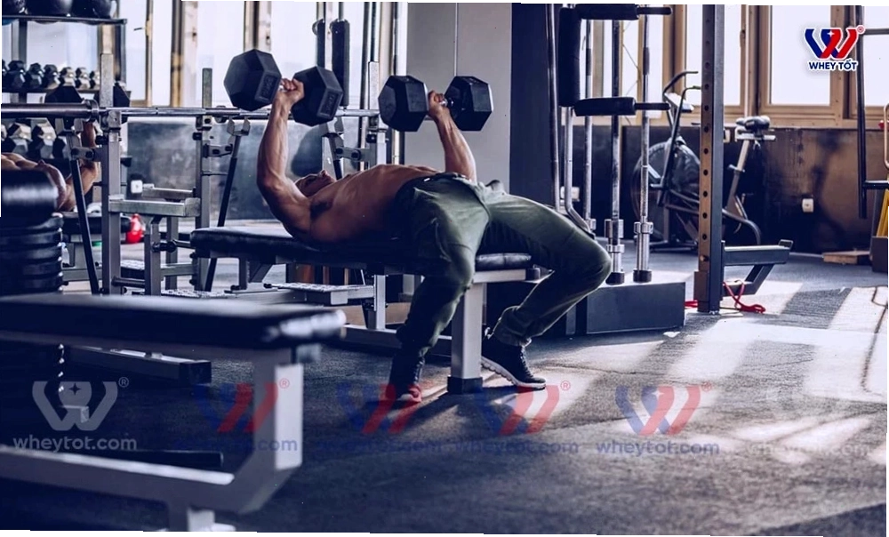 Đẩy ngực với tạ đơn - Dumbbell Bench Press