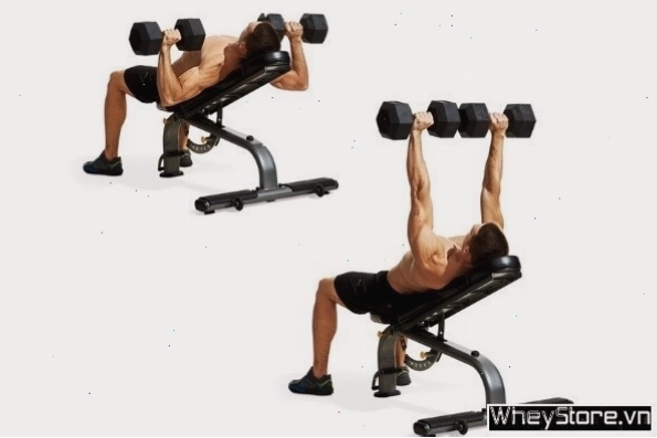 Decline Dumbbell Bench Press - Bài tập ngực dưới với tạ đơn