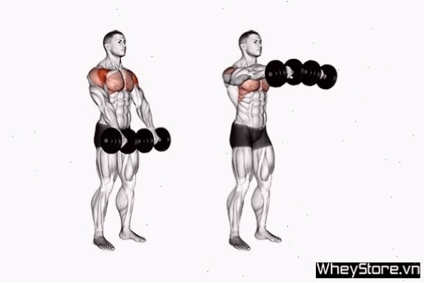 Dumbbell Front Chest Raises là bài tập bổ trợ cho ngực và vai