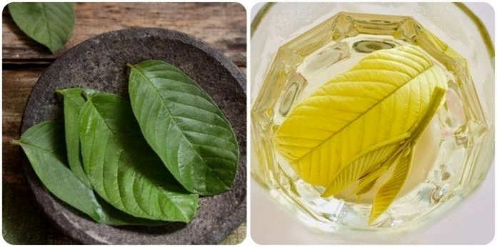 Giảm cân bằng lá ổi trong 1 tuần: Phương pháp hiệu quả và an toàn