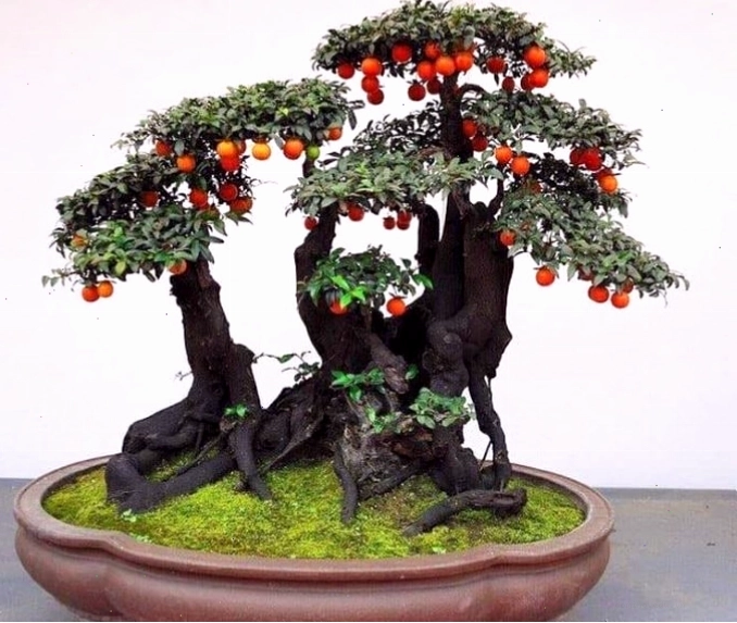 Hà Hoàng khoe vòng một đầy đặn