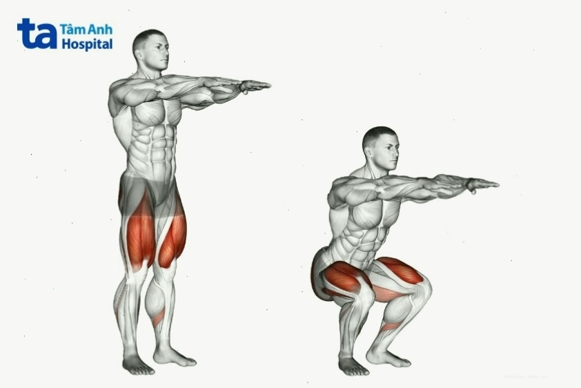 Hình ảnh minh họa các nhóm cơ tác động khi tập squat