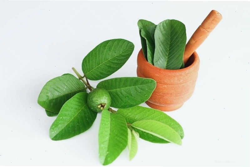 Hình ảnh minh họa lá ổi tươi và ly nước lá ổi, nhấn mạnh tác dụng làm đẹp da và giảm mỡ bụng