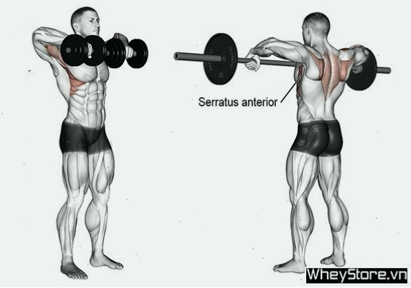 Kéo tạ đơn thẳng lên ngang vai (Dumbbell Upright Row)