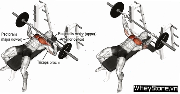 Lịch tập Gym cho người gầy tăng cân, tăng cơ nhanh trong 1 tuần - Ảnh 4