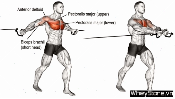 Lịch tập Gym cho người gầy tăng cân, tăng cơ nhanh trong 1 tuần - Ảnh 5