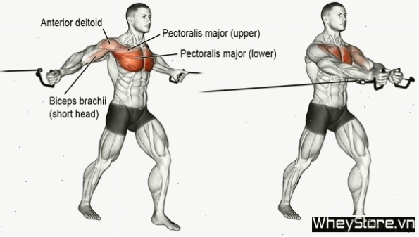 Lịch tập Gym cho người gầy tăng cân, tăng cơ nhanh trong 1 tuần - Ảnh 5