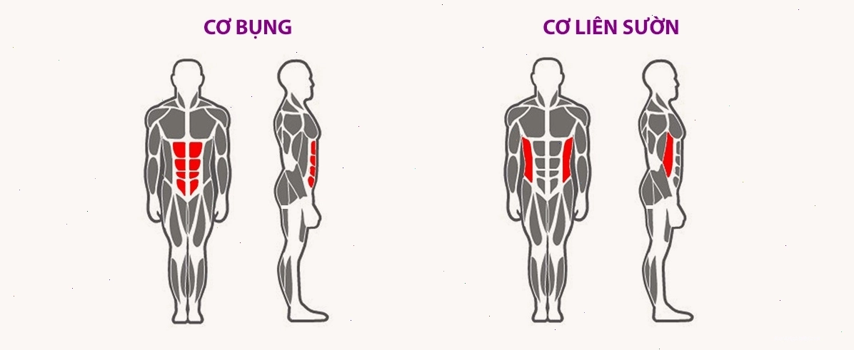 Máy tập bụng tác động đa dạng các nhóm cơ vùng trung tâm cơ thể