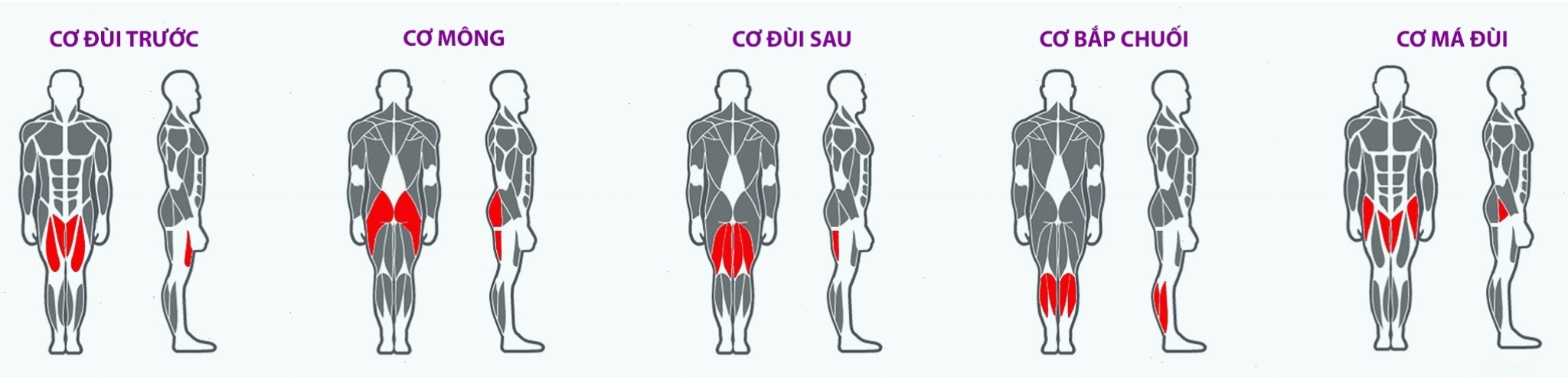 Máy tập các nhóm cơ chân mông đùi