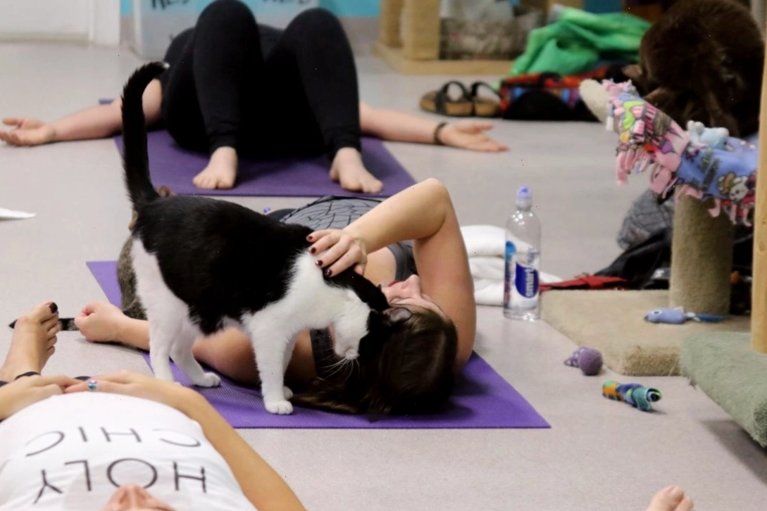 Mèo có thể làm bạn xao nhãng trong lúc tập yoga, nhưng tình yêu chúng mang lại là điều đáng quý