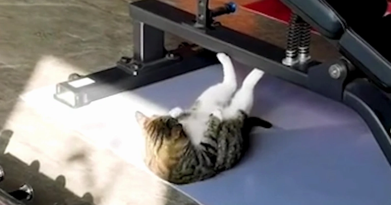 Mèo Gym: Hiện Tượng Độc Đáo Hay Lời Khuyên Từ Chú Mèo "Gymer"