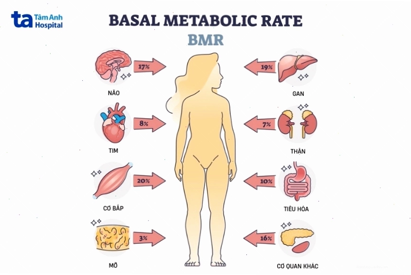Minh họa biểu đồ tính lượng calo cần nạp để giảm cân