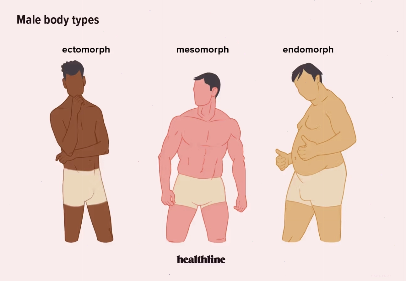 Minh họa các loại hình thể hình nam: ectomorph, mesomorph, endomorph