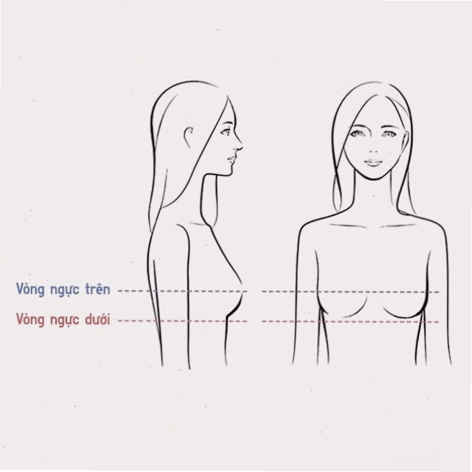Minh họa đo vòng đỉnh ngực và vòng chân ngực