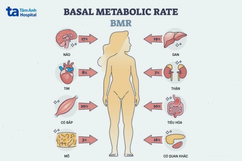 Minh họa quá trình trao đổi calo trong cơ thể