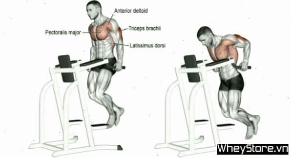 Minh họa tư thế thực hiện bài tập Tricep Dumbbell Kick Back