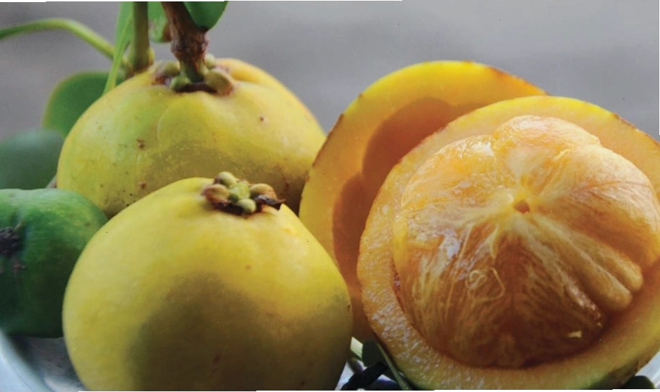 Món cá kho bứa hấp dẫn
