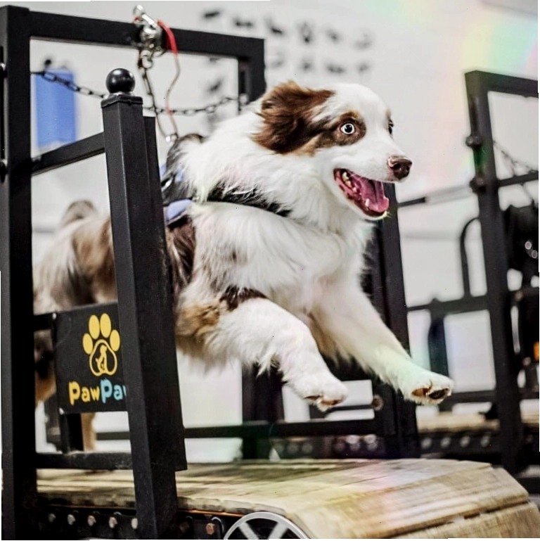 Một chú chó vui vẻ sau buổi tập tại dog gym
