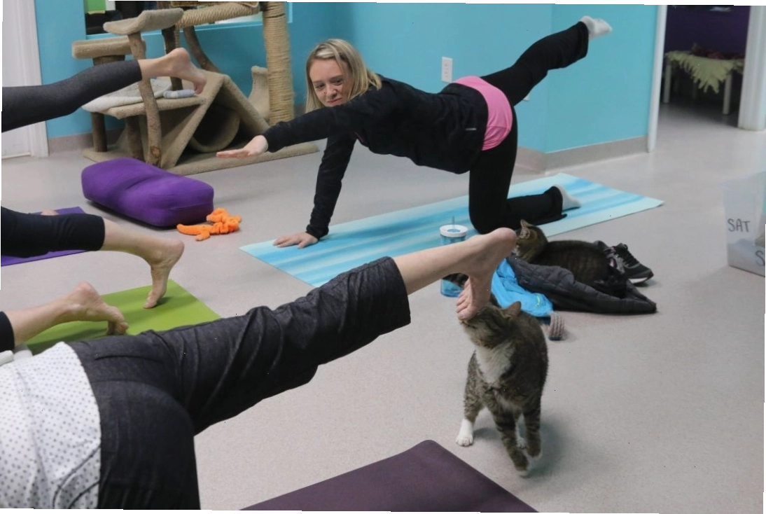 Một chú mèo đang thực hiện tư thế cân bằng trên thảm yoga tại một trung tâm cứu trợ động vật